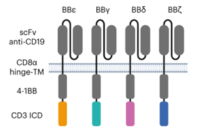Nature Immunology：利用CD3多樣性來(lái)解決CAR-T耗竭問(wèn)題