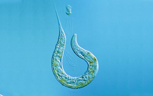 Nature揭示：“排毒”真的很重要！有的蟲全面開啟“排毒模式”后，生生延壽21%