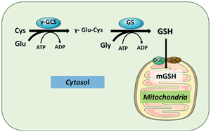 Science首次發(fā)現(xiàn)細胞器營養(yǎng)感知機制：線粒體是如何感知和控制它們體內(nèi)的谷胱甘肽水平的