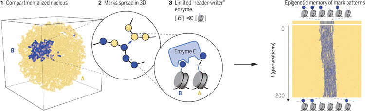 我們的染色質(zhì)及其在細胞周期中的動力學(xué)模型揭示了穩(wěn)定表觀遺傳記憶的三個關(guān)鍵要素 我們的染色質(zhì)及其在細胞周期中的動力學(xué)模型揭示了穩(wěn)定表觀遺傳記憶的三個關(guān)鍵要素