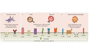 Nature子刊：免排斥！科學(xué)家創(chuàng)造了“隱形”供體細(xì)胞和組織移植物