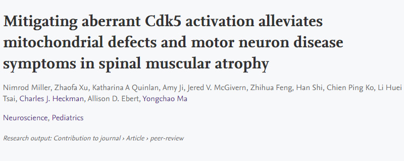 導致脊髓性肌萎縮癥(SMA)運動神經(jīng)元退化的新機制 導致脊髓性肌萎縮癥(SMA)運動神經(jīng)元退化的新機制