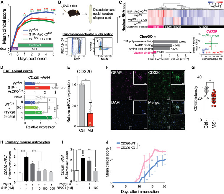 
FTY720 restores CD320 expression that is downregulated in EAE and MS lesions and is essential for protecting against neuroinflammation
FTY720恢復CD320的表達，CD320在EAE和MS病變中下調，對預防神經炎癥至關重要