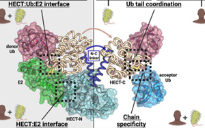 Cell子刊：細菌連接酶揭示了多泛素特異性的基本原理
