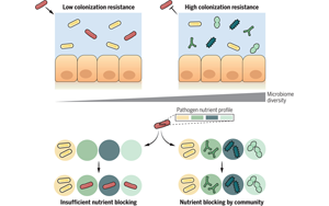 《Science》肺炎和腸道：不同微生物菌群合作切斷有害細菌的“軍糧”