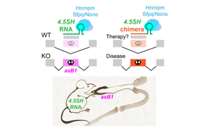 神秘的小RNA分子：第一個自然產(chǎn)生的，能調(diào)節(jié)選擇性剪接的RNA