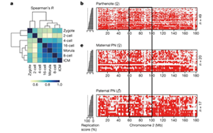 Nature令人著迷的新發(fā)現(xiàn)：DNA復制時序