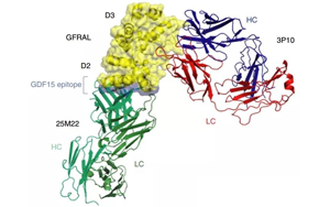 《Nature》竟然是胎兒分泌的激素導致孕吐？