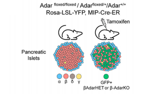 1型糖尿病新模型:RNA編輯破壞模擬沒(méi)有病毒參與的早期疾病