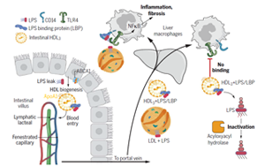 打破固有認(rèn)知！Science揭秘腸道運(yùn)行新機(jī)制：合成膽固醇中的“好學(xué)生”，或為肝臟疾病治療帶來新靶點