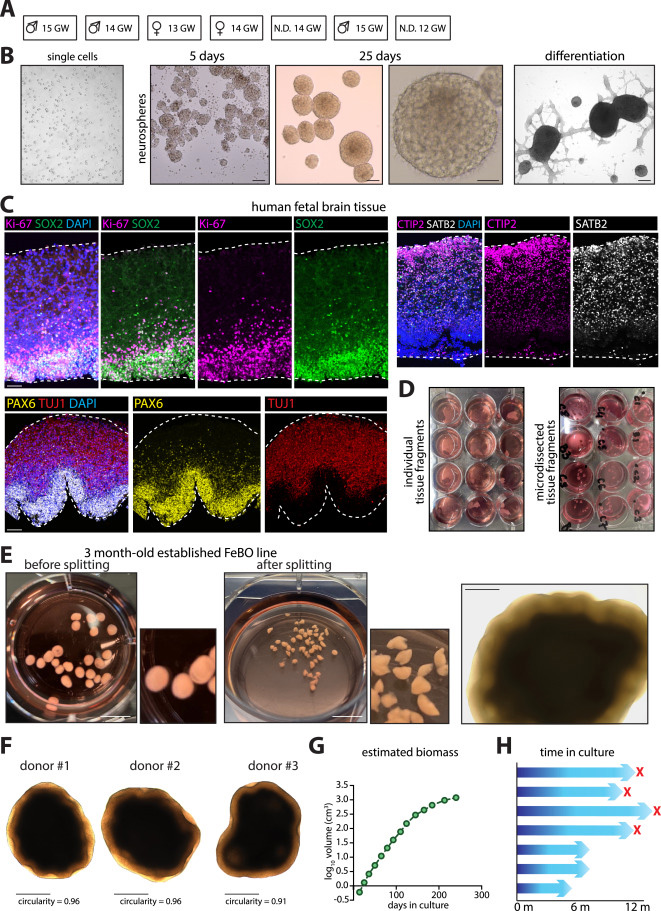 FeBO細(xì)胞系建立的供體組織特征