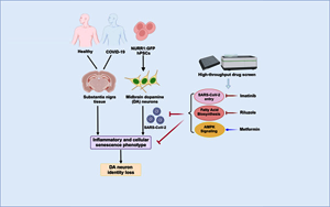 Cell Stem Cell：SARS-CoV-2可以感染多巴胺神經(jīng)元，導(dǎo)致衰老
