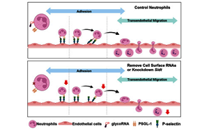 《Cell》身體發(fā)炎，究竟是誰負(fù)責(zé)精準(zhǔn)地招募中性粒細(xì)胞？