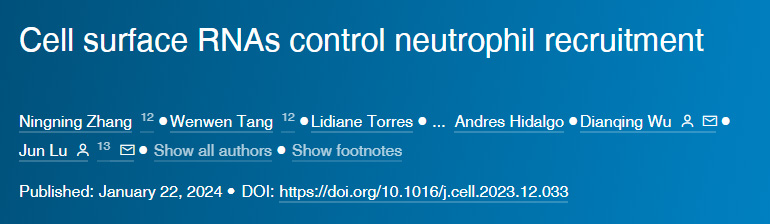 SARS-CoV-2感染導(dǎo)致多巴胺神經(jīng)元衰老 SARS-CoV-2感染導(dǎo)致多巴胺神經(jīng)元衰老