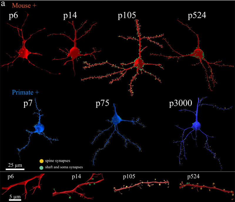 靈長類動物和小鼠皮層興奮性突觸的等時發(fā)育