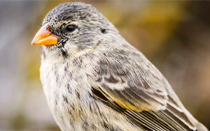一個物種是如何變成許多物種的?科學(xué)家已經(jīng)證實了達爾文的假說