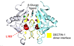 抗真菌蛋白DECTIN-1可用于自身免疫疾病和癌癥治療