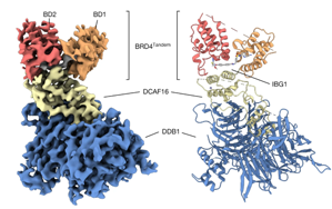 領(lǐng)軍人物Nature發(fā)文：“蛋白質(zhì)三明治”可能改變癌癥藥物的發(fā)現(xiàn)