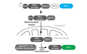《Nature》重新定義癡呆癥治療，UCB科學(xué)家有了新突破