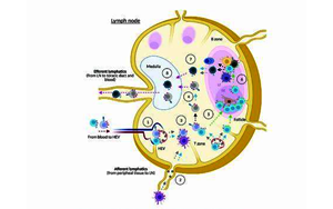 接種疫苗反應低為何與睡眠時間短相關？研究揭示睡眠刺激免疫系統(tǒng)的分子機制
