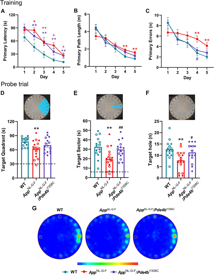 用Barnes迷宮實(shí)驗(yàn)評(píng)估亞形態(tài)PDE4B對(duì)AppNL-G-F小鼠空間記憶的保護(hù)作用 用Barnes迷宮實(shí)驗(yàn)評(píng)估亞形態(tài)PDE4B對(duì)AppNL-G-F小鼠空間記憶的保護(hù)作用