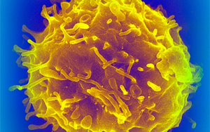 《Nature》新型抗體治療讓衰老的免疫系統(tǒng)恢復(fù)了年輕