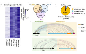 中國科學(xué)家聯(lián)合報道：新冠病毒RNA不具備整合進(jìn)宿主基因組的能力