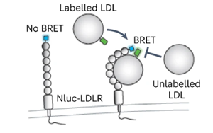 《Nature Microbiology》出血熱病毒如何進(jìn)入人體細(xì)胞？