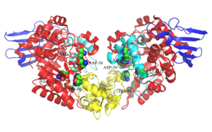 糖基化反應(yīng)中的冉冉新星——蔗糖磷酸化酶