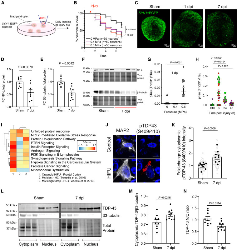 iPSC類器官損傷誘導TBI相關臨床和死后生物標志物 iPSC類器官損傷誘導TBI相關臨床和死后生物標志物