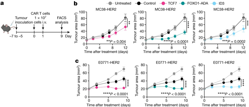 皮質(zhì)區(qū)域和發(fā)育階段GZs的細(xì)胞組成相似 皮質(zhì)區(qū)域和發(fā)育階段GZs的細(xì)胞組成相似