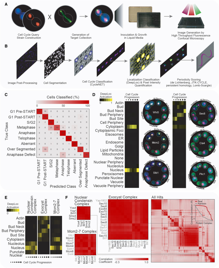 一種用于量化活細胞時空蛋白質(zhì)組動力學(xué)的高含量篩選通路 一種用于量化活細胞時空蛋白質(zhì)組動力學(xué)的高含量篩選通路