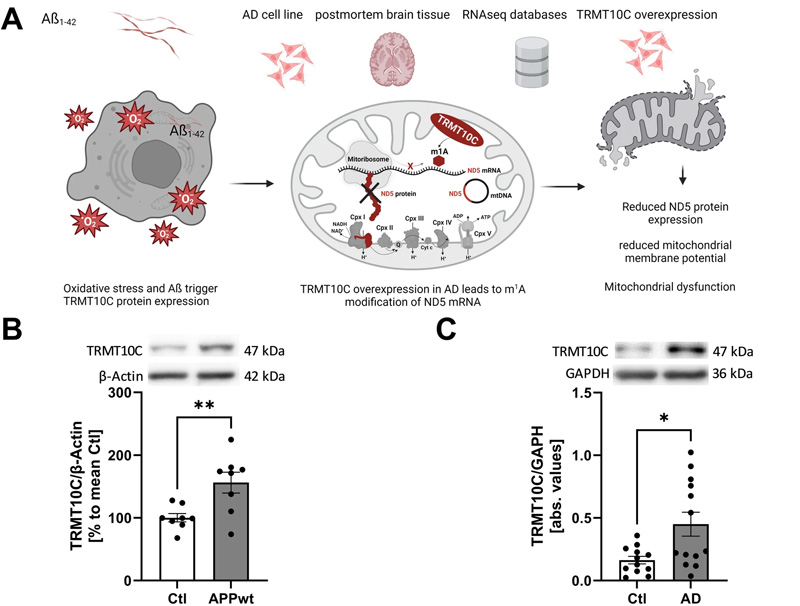 TRMT10C蛋白和mRNA水平在AD細(xì)胞和動(dòng)物模型以及AD患者的皮層樣本中增加 TRMT10C蛋白和mRNA水平在AD細(xì)胞和動(dòng)物模型以及AD患者的皮層樣本中增加