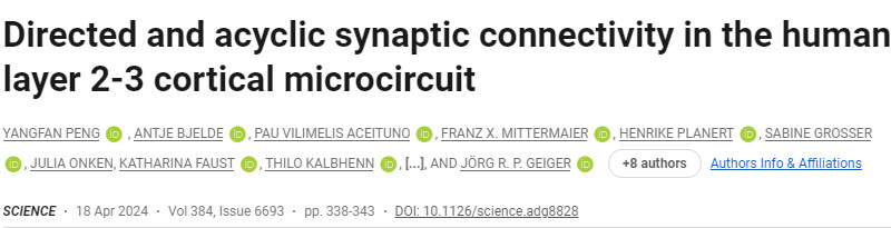 人類2-3層皮層微電路中的定向和非循環(huán)突觸連接 人類2-3層皮層微電路中的定向和非循環(huán)突觸連接