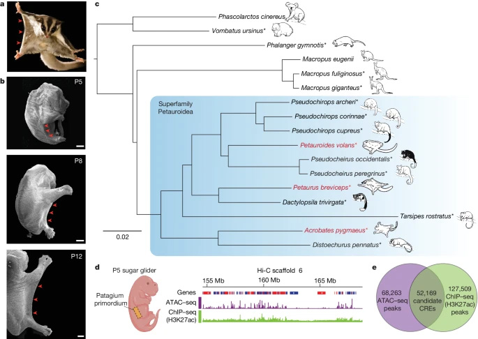在親緣關(guān)系密切的有袋動(dòng)物物種中，斑蝶屬的趨同進(jìn)化。