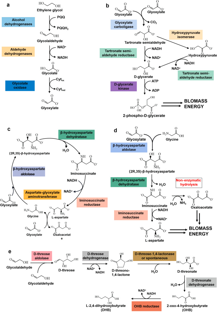 EG的微生物代謝用于上循環(huán)轉(zhuǎn)化 EG的微生物代謝用于上循環(huán)轉(zhuǎn)化