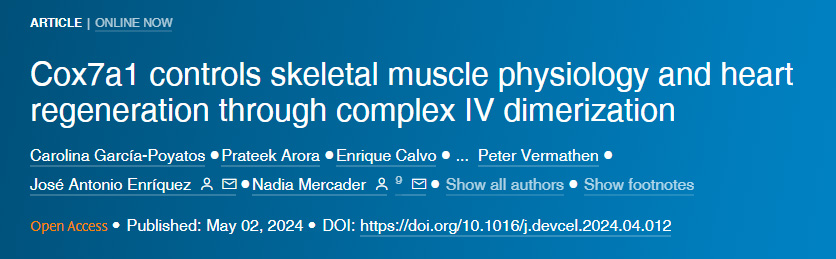 Cox7a1通過復(fù)合物IV二聚化控制骨骼肌生理和心臟再生 Cox7a1通過復(fù)合物IV二聚化控制骨骼肌生理和心臟再生