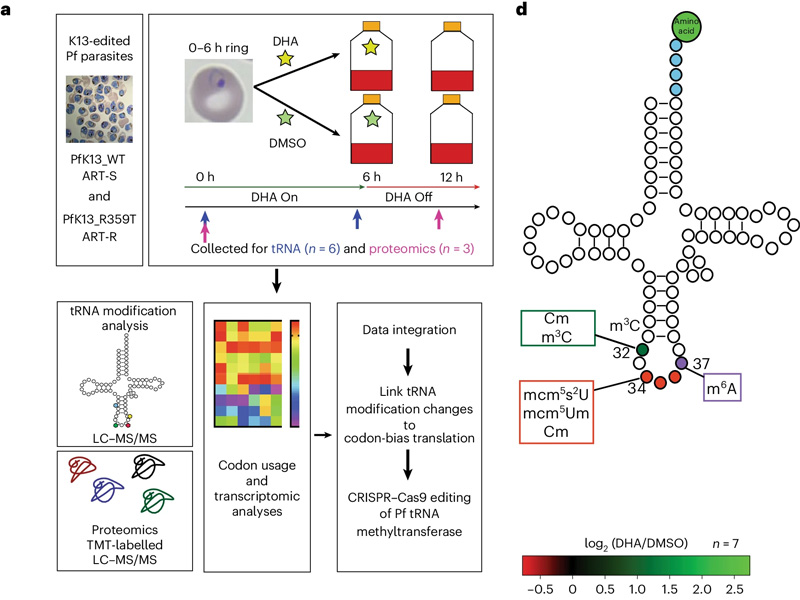 ART-R寄生蟲響應ART應激而不同地改變其tRNA修飾 ART-R寄生蟲響應ART應激而不同地改變其tRNA修飾