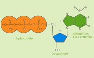 賞盡“分子診斷原料”之脫氧核苷酸