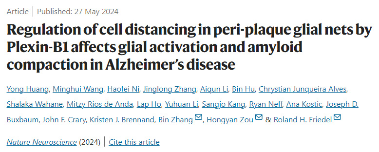 Plexin-B1對阿爾茨海默病斑塊周圍神經(jīng)膠質(zhì)網(wǎng)細(xì)胞距離的調(diào)節(jié)影響神經(jīng)膠質(zhì)活化和淀粉樣蛋白壓實