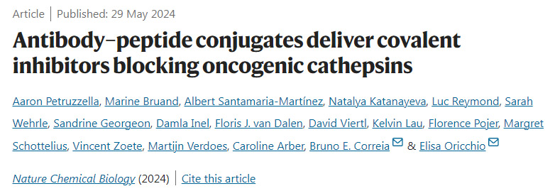 抗體-肽偶聯(lián)物提供共價抑制劑阻斷致癌組織蛋白酶 抗體-肽偶聯(lián)物提供共價抑制劑阻斷致癌組織蛋白酶