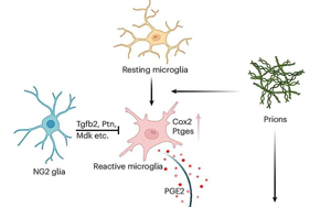 《Nature Neuroscience》能抵抗朊病毒的細(xì)胞有什么特征？