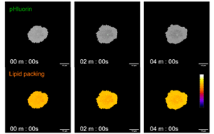 救命藥差點(diǎn)“要命”？Plos Bio揭秘：本是保護(hù)細(xì)胞的“脂肪盾牌”，為何卻成了癌細(xì)胞的保護(hù)傘？