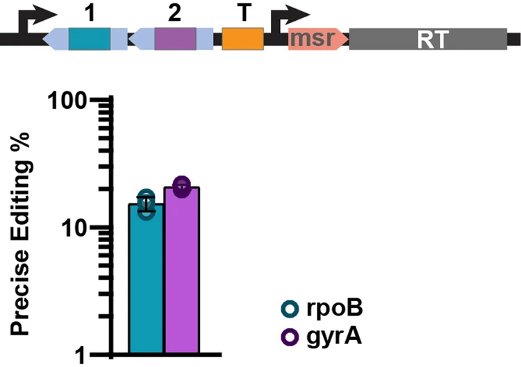 逆轉(zhuǎn)錄酶多位點架構(gòu)實現(xiàn)了精確的基因組編輯 逆轉(zhuǎn)錄酶多位點架構(gòu)實現(xiàn)了精確的基因組編輯