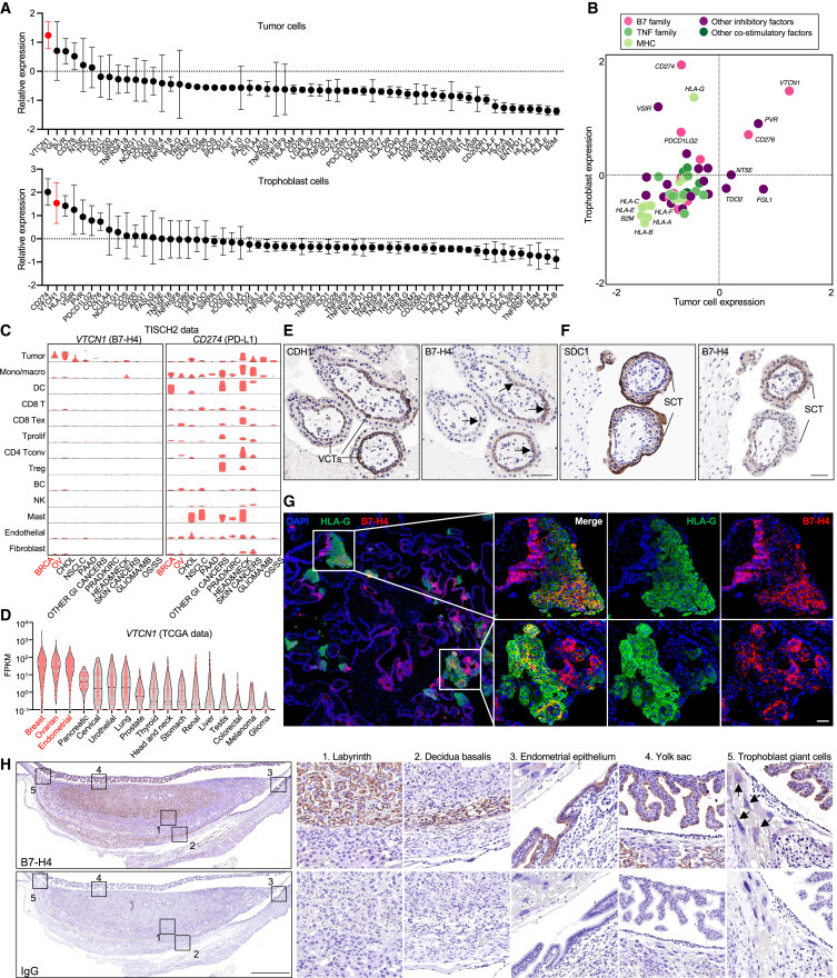B7-H4是一種癌胚免疫耐受檢查點 B7-H4是一種癌胚免疫耐受檢查點