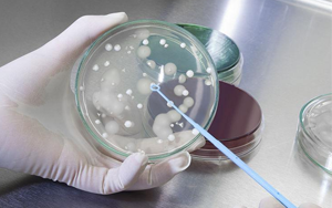 深耕微生物培養(yǎng)領(lǐng)域 歷經(jīng)多年驗證，西寶生物隆重推出胰蛋白胨+酵母粉王炸組合