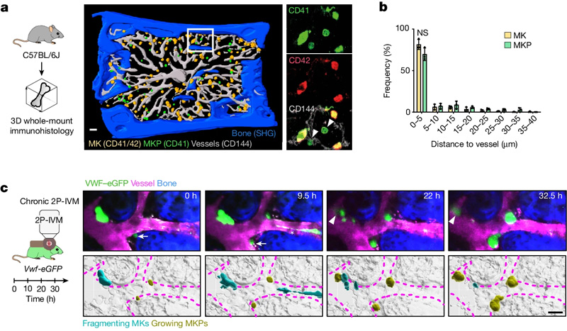 血小板生成和巨核生成的時(shí)空協(xié)調(diào) 血小板生成和巨核生成的時(shí)空協(xié)調(diào)