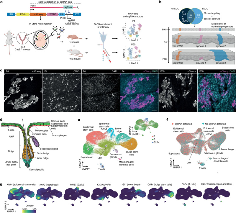體內(nèi)CRISPR篩選以監(jiān)測(cè)小鼠皮膚中的克隆擴(kuò)增 體內(nèi)CRISPR篩選以監(jiān)測(cè)小鼠皮膚中的克隆擴(kuò)增