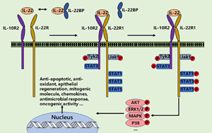 PNAS：影響腸道微生物群健康和對細菌感染反應的蛋白質(zhì)