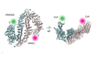 《Nature》新發(fā)現(xiàn)揭示了DNA修復途徑的關(guān)鍵過程